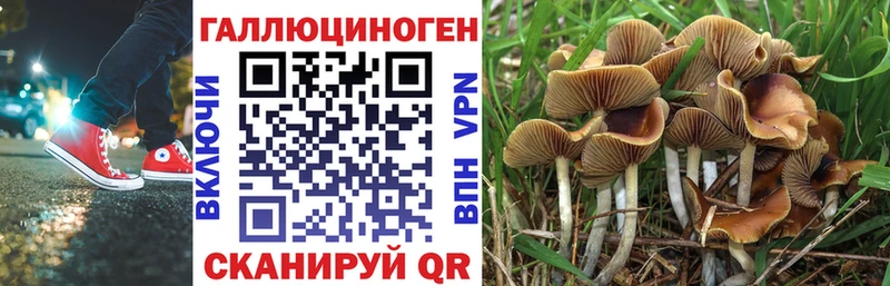 Купить  Малгобек  Псилоцибиновые грибы Magic Shrooms 